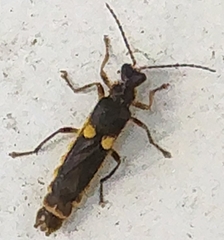 Trypherus frisoni