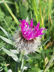 Centaurea uniflora