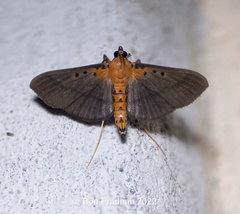 Filodes fulvidorsalis