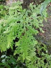 Selaginella moellendorffii