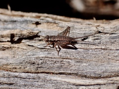 Eurepa marginipennis