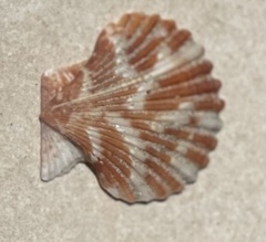 Pectinidae