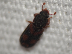 Bitoma quadriguttata