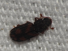 Bitoma quadriguttata