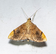 Crambidae
