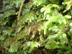 Hypnodendron arcuatum
