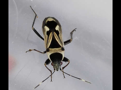 Raglius pineti