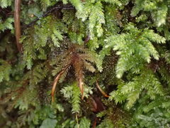 Hypnodendron arcuatum
