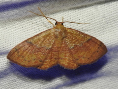 Leptostales ferruminaria