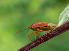 Carpocoris purpureipennis