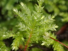Hypnodendron arcuatum