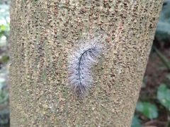 Chrysaeglia magnifica