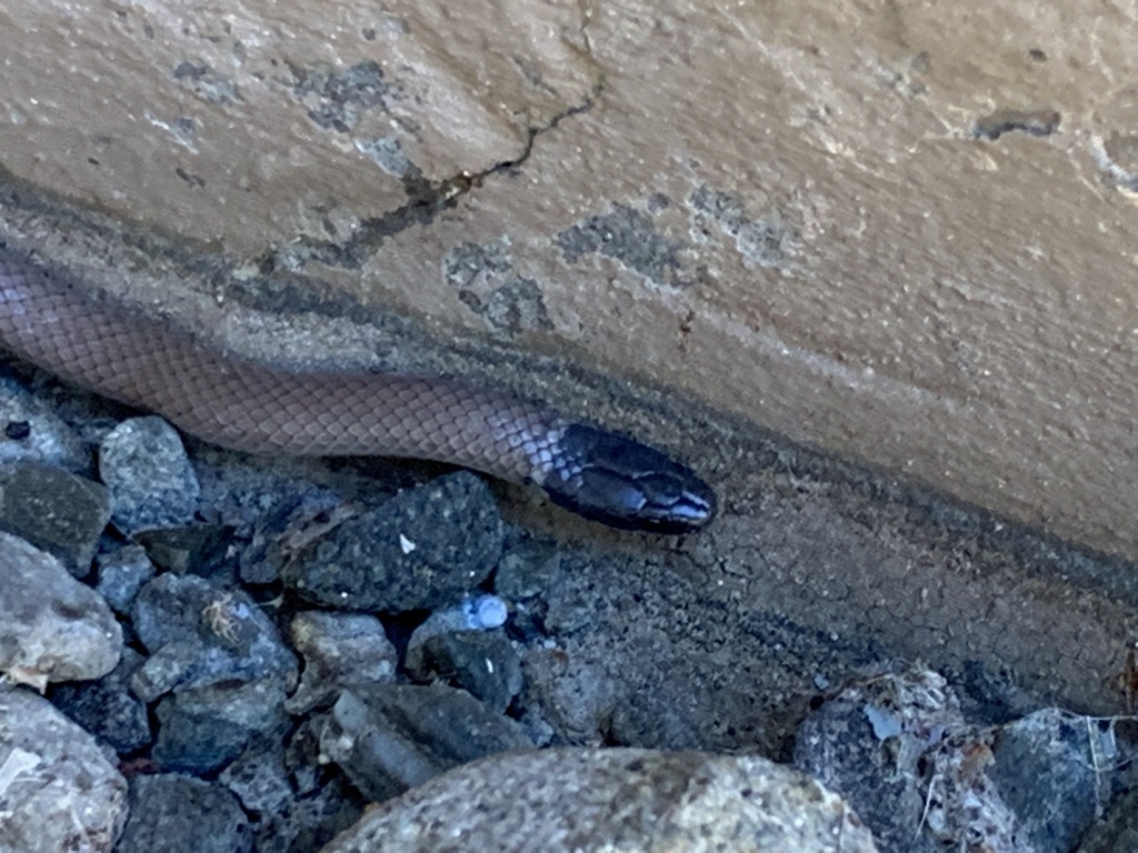 Western Black-headed Snake
