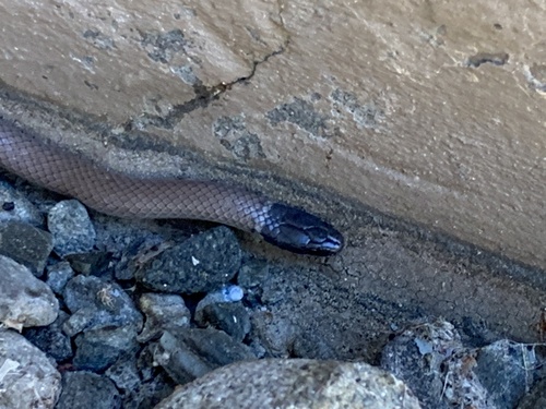 Western Black-headed Snake