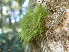 Dicranoloma menziesii