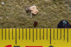 Cingula trifasciata