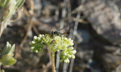 Isodontia splendidula