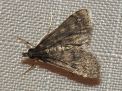 Steniodes declivalis