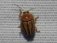 Cryptocephalus brunneovittatus