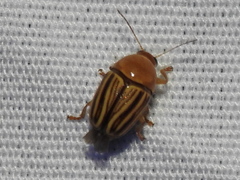 Cryptocephalus brunneovittatus