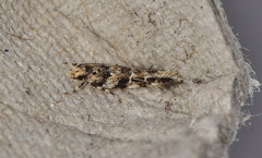 Limnaecia leptomeris