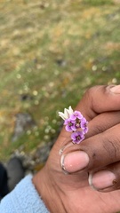 Cardamine purpurea