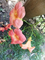 Campsis grandiflora