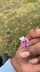 Cardamine purpurea