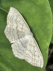 Scopula nigropunctata