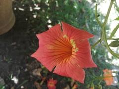 Campsis grandiflora