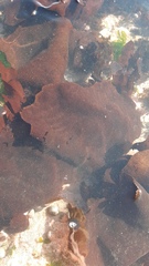 Sarcothalia crispata