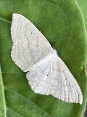 Scopula nigropunctata