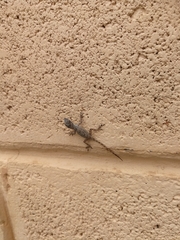 Anolis