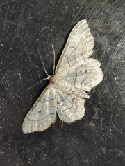 Idaea moniliata