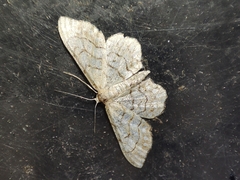 Idaea moniliata