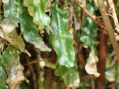 Symphyogyna subsimplex