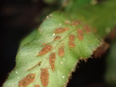 Notogrammitis pseudociliata