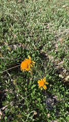 Tephroseris yukonensis