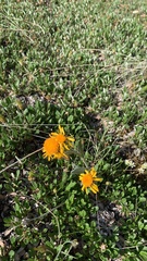 Tephroseris yukonensis