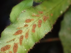 Notogrammitis pseudociliata