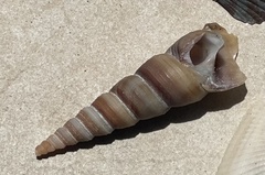Turritellinella