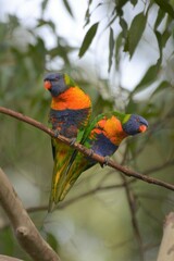 Trichoglossus moluccanus moluccanus