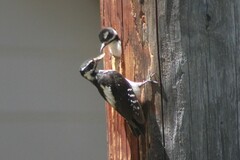 Dryobates villosus orius