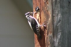 Dryobates villosus orius