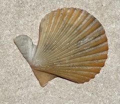 Aequipectinini