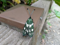 Eterusia aedea formosana