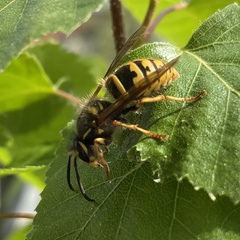Vespula vulgaris