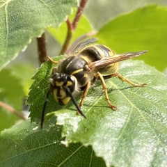 Vespula vulgaris