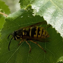 Vespula vulgaris