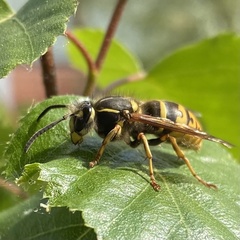Vespula vulgaris